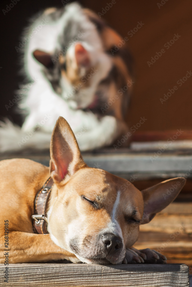 The dog lies on the steps of near cat