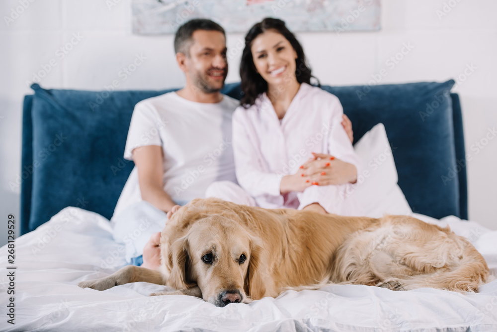 selective focus of cute golden retriever lying on bed near man and woman