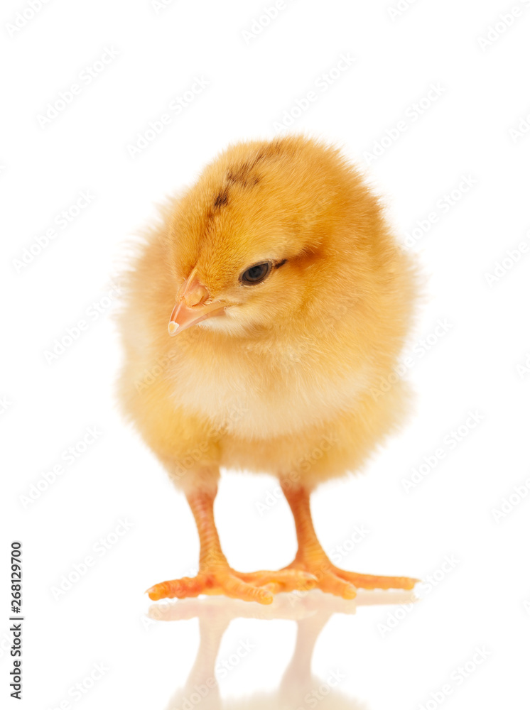 Obraz premium Cute little chicken isolated on white background