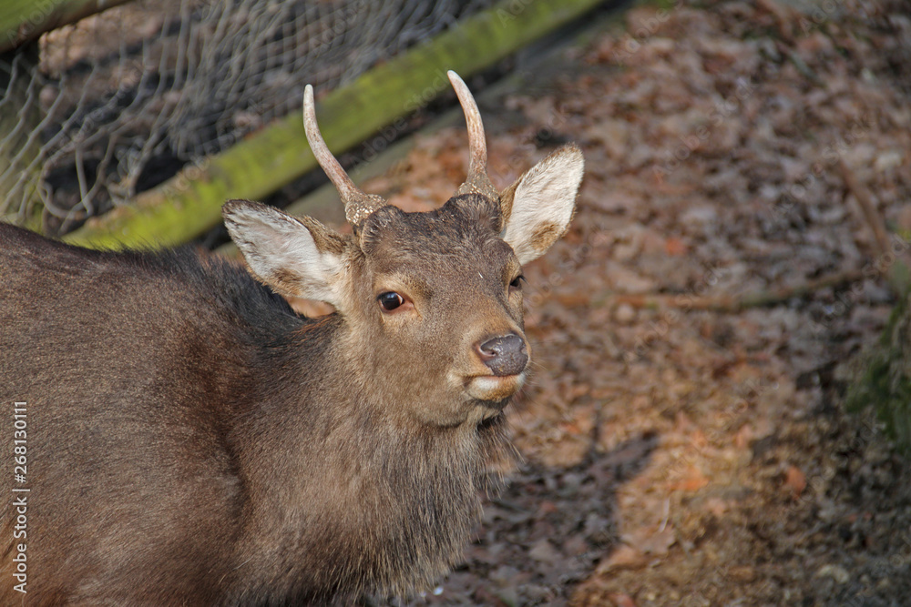 junger Hirsch