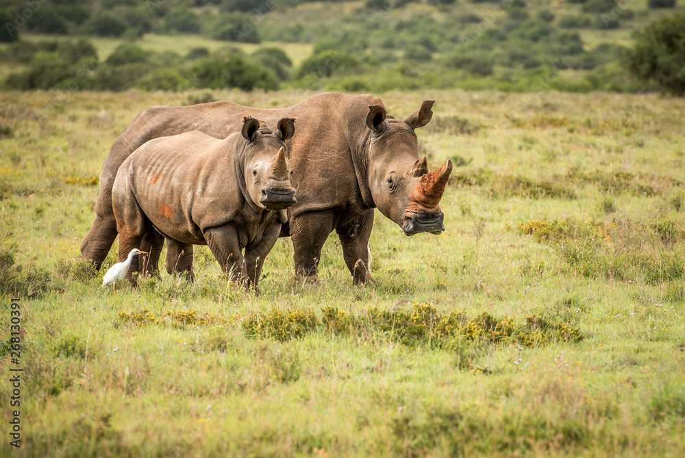 Fototapeta premium Nashorn Familie Mutter Kind in Südafrika