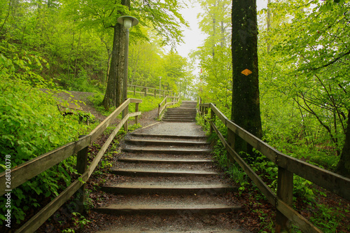 Wooden staircase in a walking hiking trail in a misty pine forest with a lush green trees in Swiss Alps  taken on a morning by hikers. National park trail in country side in Europe  America.
