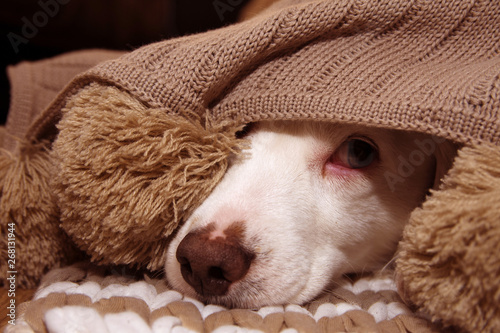 SICK OR SCARED DOG COVERED WITH A WARM  TASSEL BLANKET photo