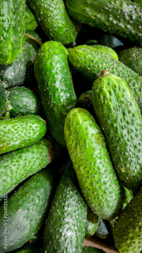 Vertical macro image of lots of organic cucumbers without toxins or GMO on conuter at grocery store. Closeup texture or pattern of fresh ripe vegetables Vertical macro image of lots of organic cucumbers without toxins or GMO on conuter at grocery store. Closeup texture or pattern of fresh ripe vegetables