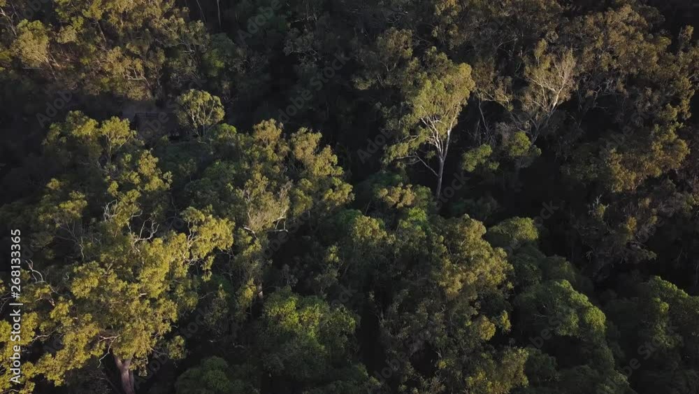 Australian equatorial forest shot from a drone Australian equatorial forest shot from a drone