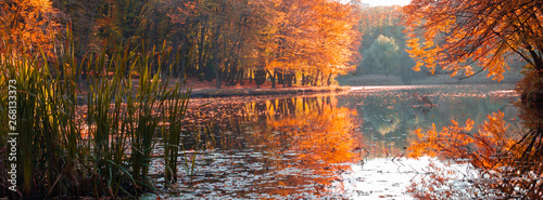 Banner autumn landscape of the forest on the shore of the lake.