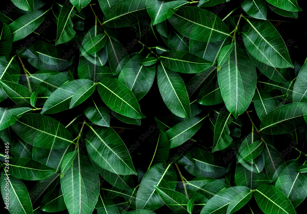 Tropical fresh green leaves textured background for natural greenery and the environmental wallpaper or backdrop Tropical fresh green leaves textured background for natural greenery and the environmental wallpaper or backdrop