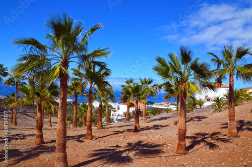 Beautiful view with palm trees in Costa Adeje one of the favorite tourist destinations of Tenerife,Canary Islands, Spain.Summer vacation or travel concept. © svf74