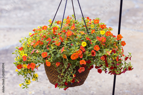 hanging basket full of red yellow and orange Million Bells photo