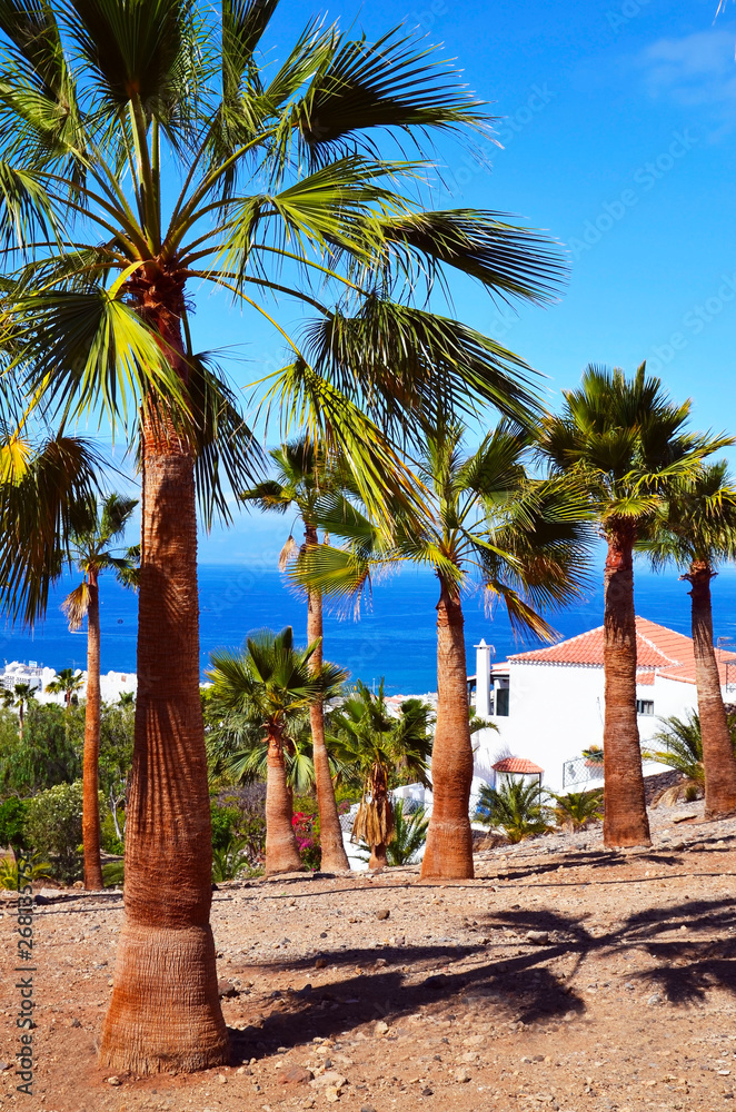 Beautiful view with palm trees in Costa Adeje one of the favorite tourist destinations of Tenerife,Canary Islands, Spain.Summer vacation or travel concept.