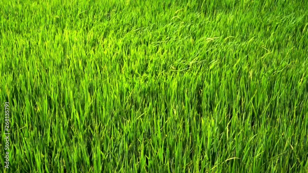 Green paddy field Green paddy field