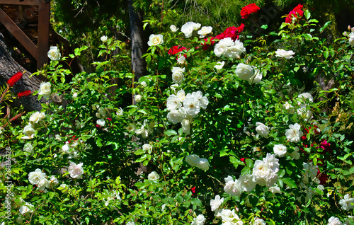 Red and White roses in the citys park