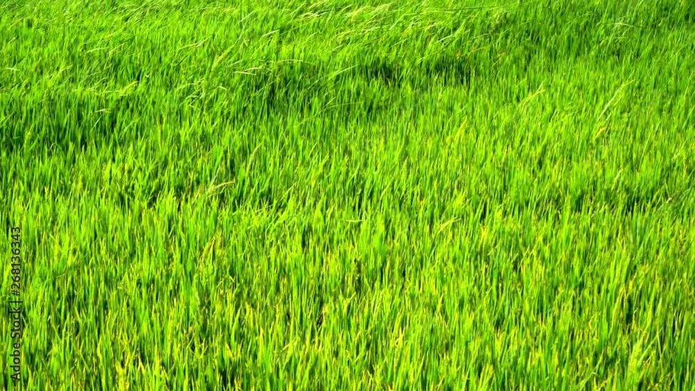 Green paddy field Green paddy field