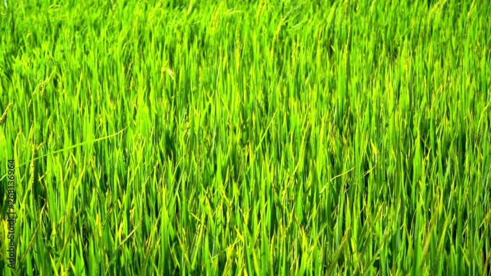 Green paddy field Green paddy field