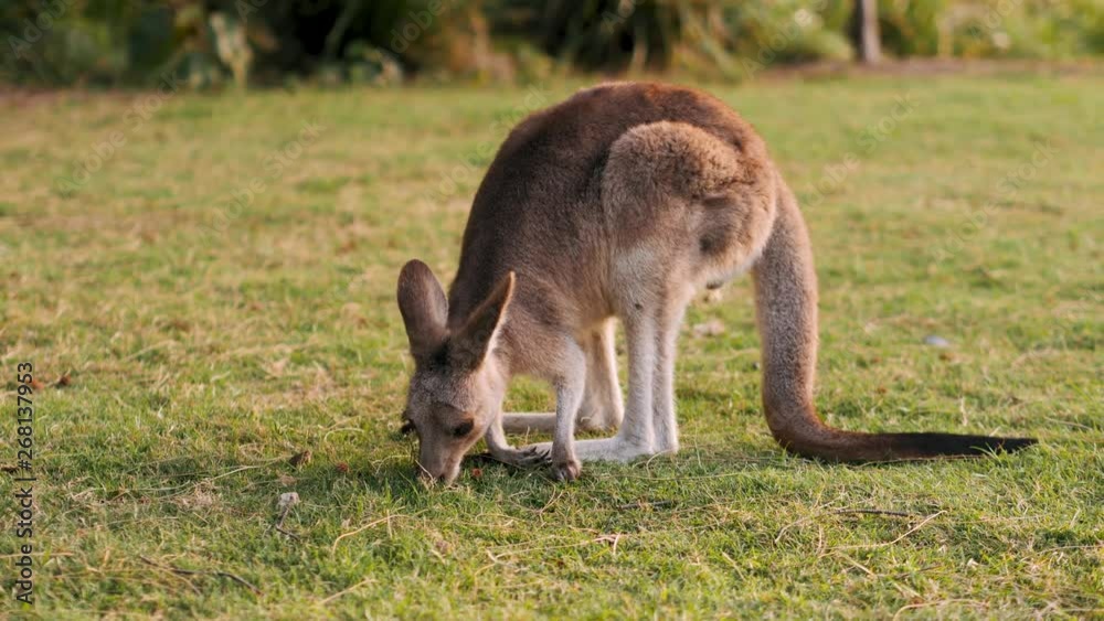 Kangaroo scratching his tail Stradbroke island Kangaroo scratching his tail Stradbroke island