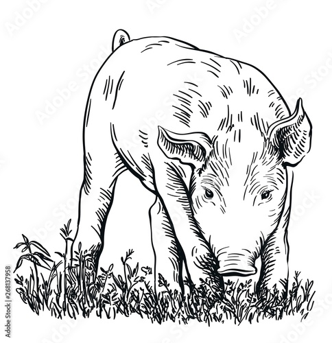 pig stands in the grass with his head down