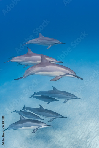Pod of dolphins in clear blue water