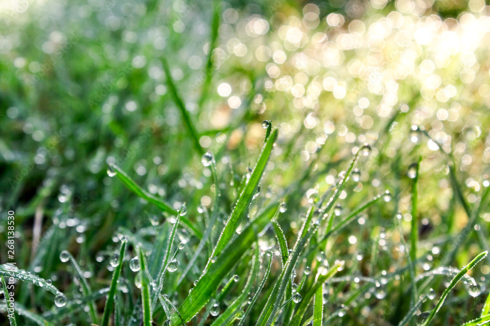 green fresh grass in drops of shiny dew early in the morning, spring and summer freshness concept