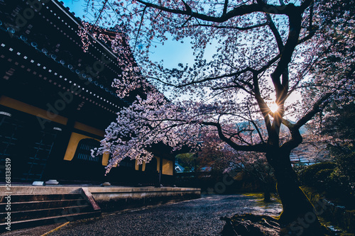 -Sakura- Cherry Blossoms in Kyoto	 photo