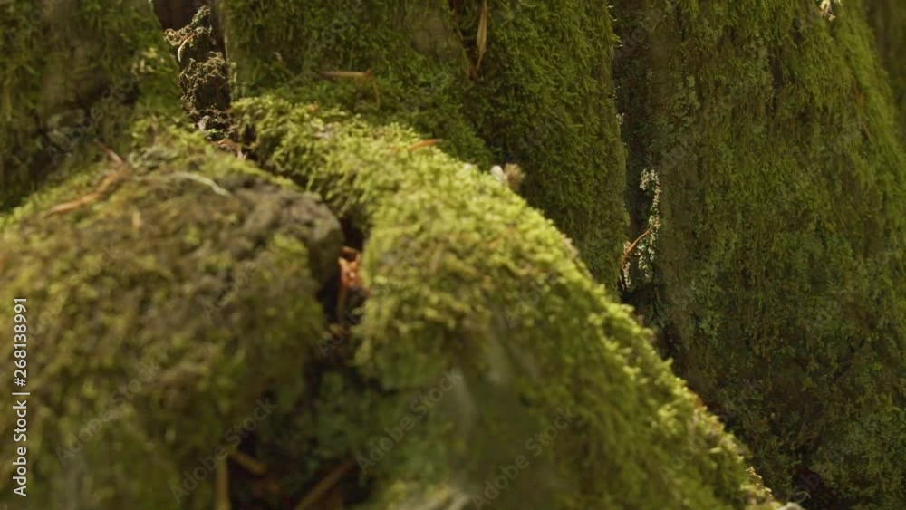 man touching mossy trees slow motion 120 fps man touching mossy trees slow motion 120 fps