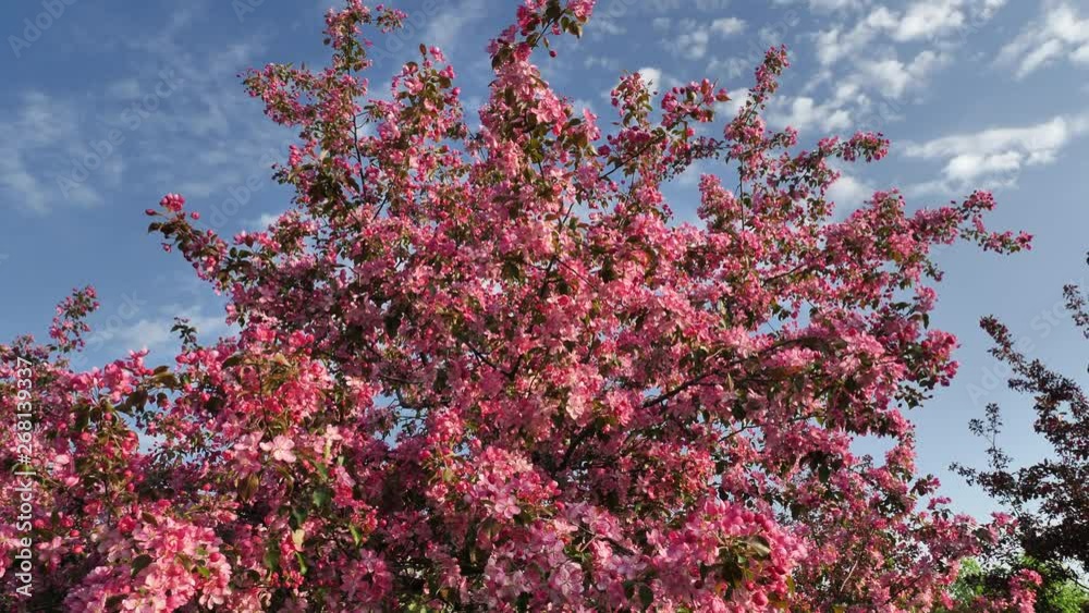 Blooming Pink Crab Apple Trees in the Spring Garden Blooming Pink Crab Apple Trees in the Spring Garden