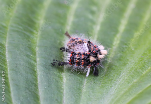 The caterpillar Orgyia Antiqua, rusty tussock moth or vapourer ongreen leaf photo