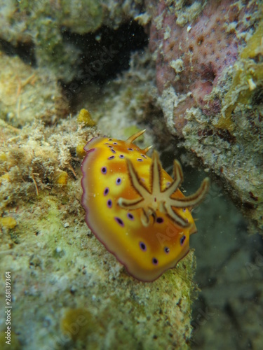 Babosa de mar en el coral