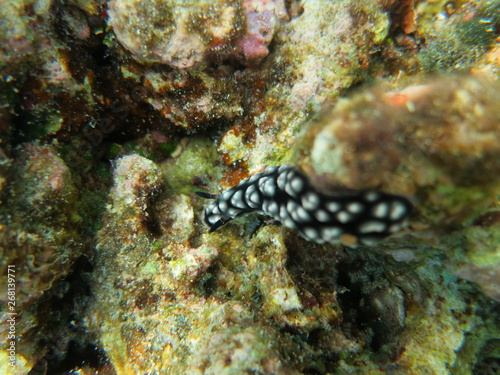 Babosa de mar en el coral