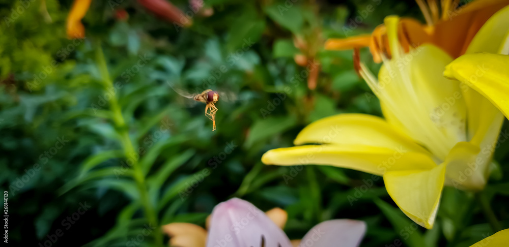 Fototapeta premium Macro image of bee flying and collecting pollen on blossoming lilly flowers in garden