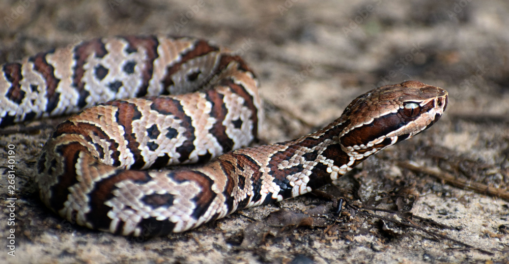 Obraz premium Jadowity wąż