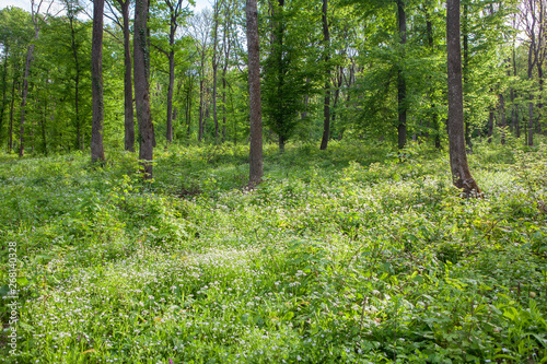 Fototapeta Naklejka Na Ścianę i Meble -  green meadow with wild flowers in the spring forest 