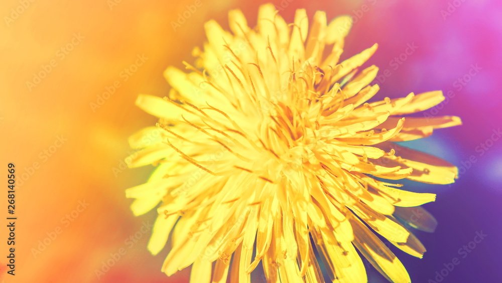 dandelion flower in spring. in natural environment. dandelion flower in spring. in natural environment.