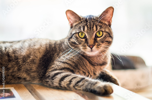 Portrait of tabby cat laying on the table © Radim Glajc
