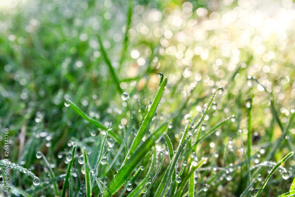 green fresh grass in cool morning dew drops