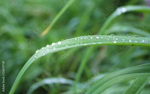Dew, rain drops, droplets on leaves of orange Crin, Lily, green plant, macro