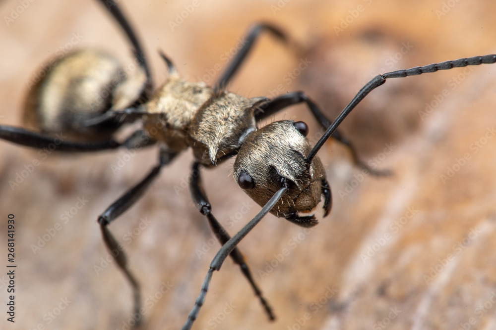 Polyrachis sp. golden ant foraging on leaf litter in tropical Queensland rainforest, Australia