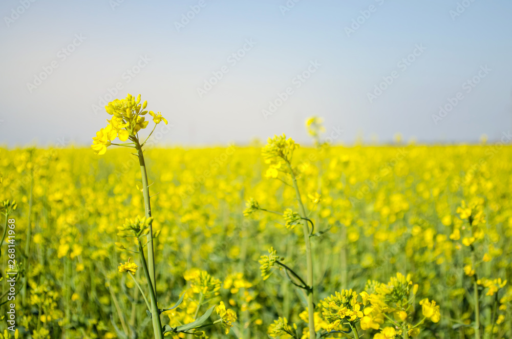Rape. Rapeseed field during flowering. Cabbage family. Oilseed culture. Agriculture. Farming Rape. Rapeseed field during flowering. Cabbage family. Oilseed culture. Agriculture. Farming