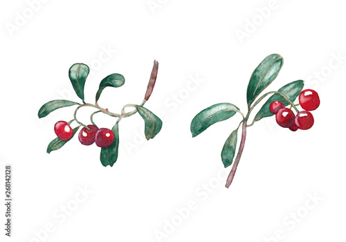 Forest berries. Cowberry.