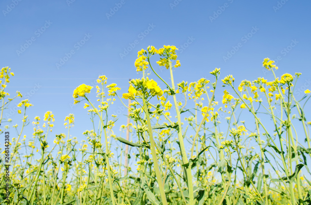 Rape. Rapeseed field during flowering. Cabbage family. Oilseed culture. Agriculture. Farming Rape. Rapeseed field during flowering. Cabbage family. Oilseed culture. Agriculture. Farming