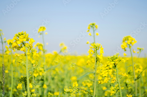 Rape. Rapeseed field during flowering. Cabbage family. Oilseed culture. Agriculture. Farming