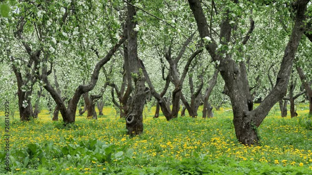 Old apple orchard blooming in springtime. Yellow dandelions between tree trunks as background. Old apple orchard blooming in springtime. Yellow dandelions between tree trunks as background.