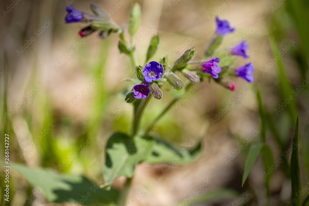 Flower Flower