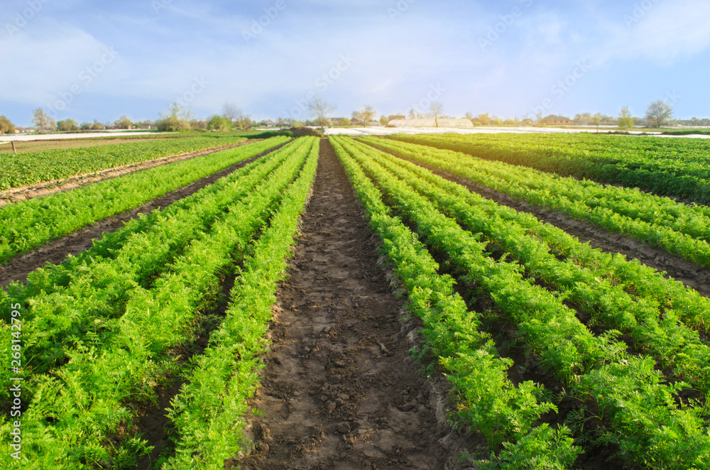 Carrot plantations grow in the field. Vegetable rows. Growing vegetables. Farm. Landscape with agricultural land. Crops Fresh Green Plant Agriculture Farming.