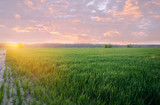 Young green wheat seedlings growing in a field on the sunset. Agriculture. Farming. Cultivation of wheat and grain crops. Selective soft focus
