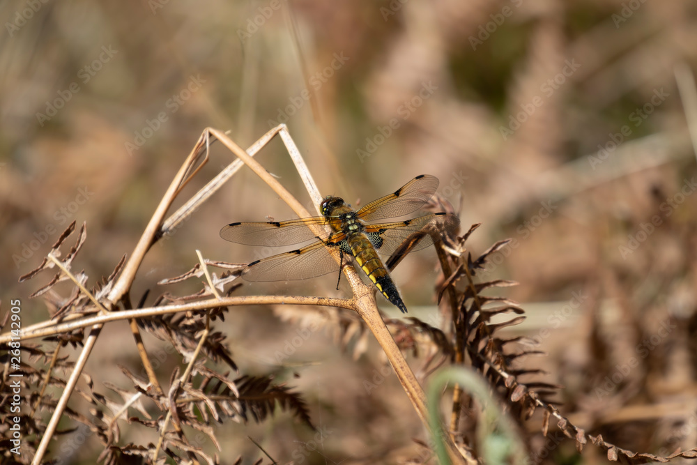 four-spotted chaser dragonfly, Libellula quadrimaculata, resting amongst dry bracken before taking off during a hot sunny day in may/spring in scotland.