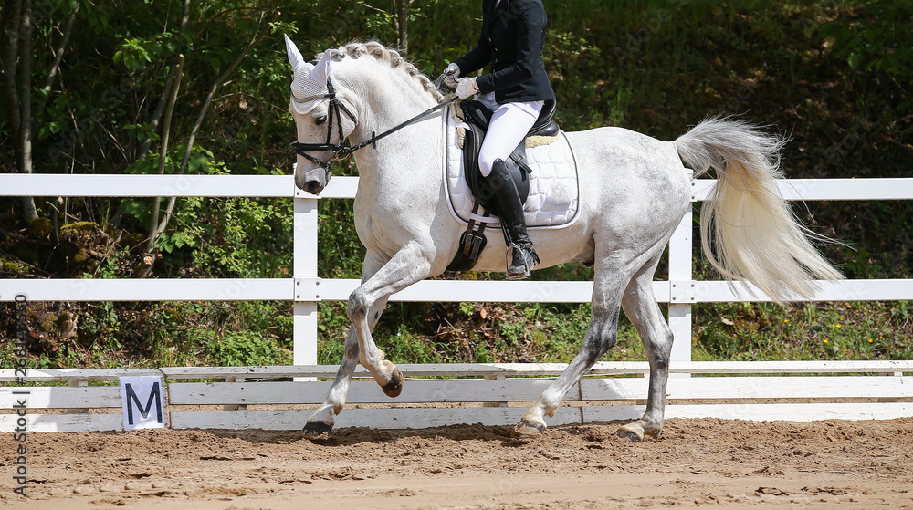Dressage horse (horse) in the uphill gallop in a dressage tournament.. Dressage horse (horse) in the uphill gallop in a dressage tournament..