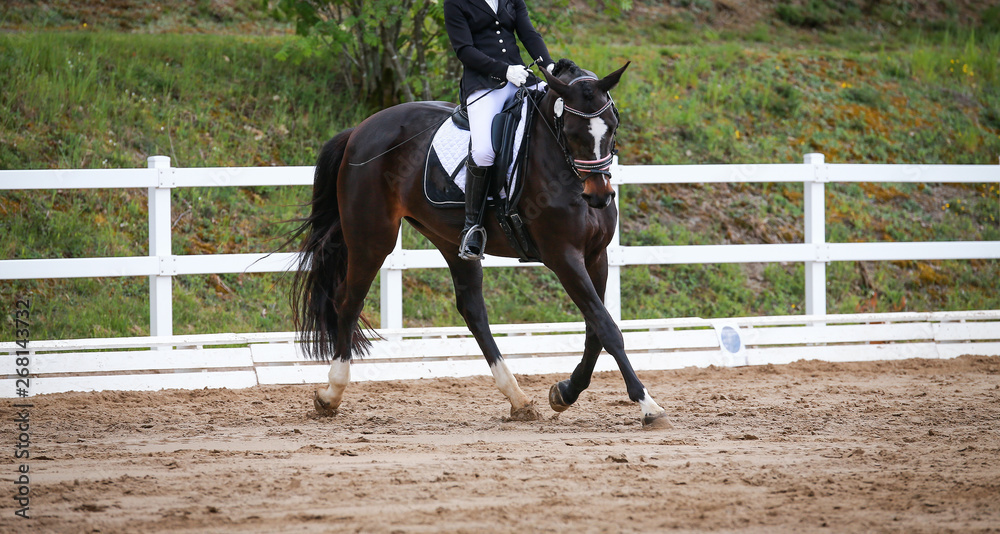 Dressage horse (horse) trotting in a dressage tournament.. Dressage horse (horse) trotting in a dressage tournament..