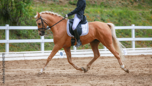 Dressage horse (horse) trotting in a dressage tournament.. © RD-Fotografie