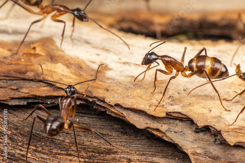 Large Camponotus carpenter ants foraging on dead wood on the rainforest floor