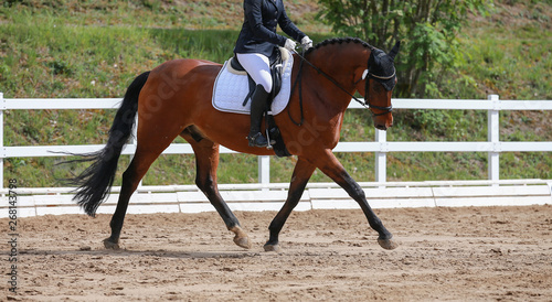Dressage horse (horse) trotting in a dressage tournament.. © RD-Fotografie